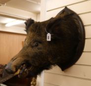 A taxidermy boar's head