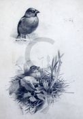 Archibald Thorburn (1860-1935pencil drawingStudy of Hawfinchesunsigned13 x 9in.