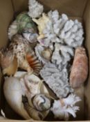 A collection of assorted shells, boxed