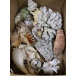 A collection of assorted shells, boxed