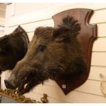 A mounted taxidermic boar's head