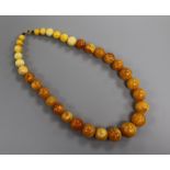 A single strand graduated amber bead necklace, gross weight 104 grams, 56cm.