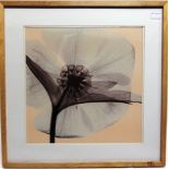 THREE BOTANICAL X-RAY PHOTOGRAPHIC PRINTS 45cm x 45cm (image size)