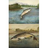 A. KNIGHT a leaping Trout, watercolour, signed lower right, 16.5 x 21.5cm and another similar, 20