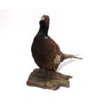 A COCK PHEASANT mounted on a piece of bark, 58cm long