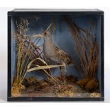 A SANDPIPER mounted amongst moss and grasses, in a glass fronted display case, 31cm high, 33cm wide,