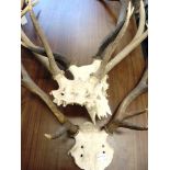 THREE PAIRS OF HIGHLAND STAG ANTLERS skull mounts, from the Chesthill Estate Perthshire