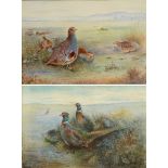 JAMES STINTON Game studies of Partridges and Pheasants, a pair of watercolours, signed, 11.5 x