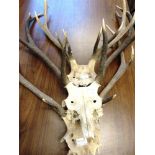 THREE PAIRS OF HIGHLAND STAG ANTLERS skull mounts, from the Chesthill Estate Perthshire