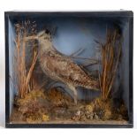 A WOODCOCK mounted amongst grasses, in a glass fronted display case, 33cm high, 36cm wide, 19cm