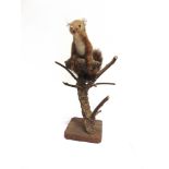 A RED SQUIRELL holding a pine cone in its front paws, perched on a branch on a square shaped