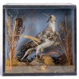 A LAPWING mounted amongst moss and grasses, in a glass fronted display case, 31cm high, 33cm wide,