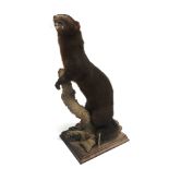 A MINK standing on a branch, the bark base on a rectangular wooden plinth, 43cm long