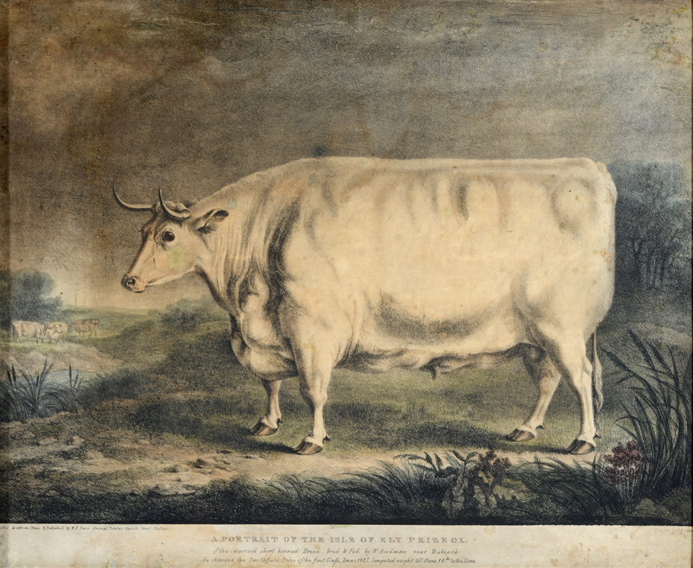 AFTER W.H. DAVIS 'A portrait of the Isle of Ely Prize Ox', colour engraving, 36 x 43.5cm