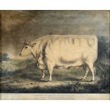 AFTER W.H. DAVIS 'A portrait of the Isle of Ely Prize Ox', colour engraving, 36 x 43.5cm