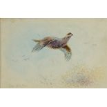 JAMES STINTON Grouse in Flight, watercolour, signed lower left, 8 x 12cm