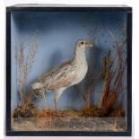 A PLOVER mounted amongst grasses, in a glass fronted display case, 33cm high, 31cm wide, 19cm deep