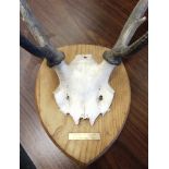 A PAIR OF HIGHLAND STAG ANTLERS skull mount, on a shaped shield, with engraved plaque, 'Chesthill