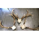 THREE PAIRS OF HIGHLAND STAG ANTLERS skull mounts, from the Chesthill Estate Perthshire