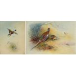 JAMES STINTON Pheasant study and Mallard in flight, two watercolours, signed, 23 x 17cm (2)