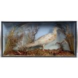 AN ALBINO HEN PHEASANT mounted amongst ferns and mosses, in a glass fronted display case, 39cm high,