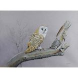 Flood, Rex Grattan b1928 British AR, Barn Owl. 13.5 x 19 ins., (34.5 x 48.25 cms.