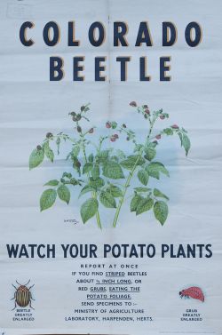 Poster COLORADO BEETLE WATCH YOUR POTATO PLANTS by D. Fitchew. Double Crown 20in x 30in. Issued by