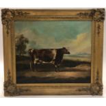 Wiliiam Henry Davis, prize cow