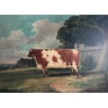 Richard Whitford, prize cow, oil on canvas