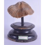 AN ANTIQUE CORAL SPECIMAN upon an ebonised base. Coral 17 cm x 8 cm.