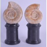 A PAIR OF POLISHED AMMONITES upon ebonised bases. Ammonites 8.5 cm x 7.5 cm.