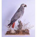 A LATE VICTORIAN/EDWARDIAN TAXIDERMY PARROT modelled upon a naturalistic base. 25 cm x 33 cm.