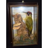 A CASED TAXIDERMY GREEN WOODPECKER, modelled against a fungi covered stump. 37 cm x 24 cm.
