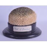 AN UNUSUAL MODEL OF A BRAIN CORAL upon an ebonised base. Coral 15 cm wide.