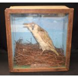 AN EARLY 20TH CENTURY TAXIDERMY GREEN WOODPECKER, modelled in a glass front display case. 31 cm x 31