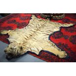 AN EARLY 20TH CENTURY INDIAN TAXIDERMY TIGER, with full head. 270 cm x 220 cm.