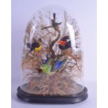A LATE VICTORIAN/EDWARDIAN GLASS CASED TAXIDERMY depicting four birds within a naturalistic setting.