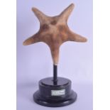 AN ANTIQUE CORAL STARFISH SPECIMAN upon an ebonised base. Starfish 25 cm x 25 cm.