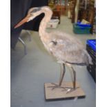 AN EARLY 20TH CENTURY TAXIDERMY STORK. 68 cm high.