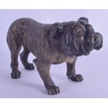 A LATE 19TH CENTURY AUSTRIAN COLD PAINTED BRONZE FIGURE OF A BULLDOG by Franz Xavier Bergmann,