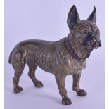 A LATE 19TH CENTURY AUSTRIAN COLD PAINTED BRONZE FIGURE OF A FRENCH BULLDOG modelled with ears