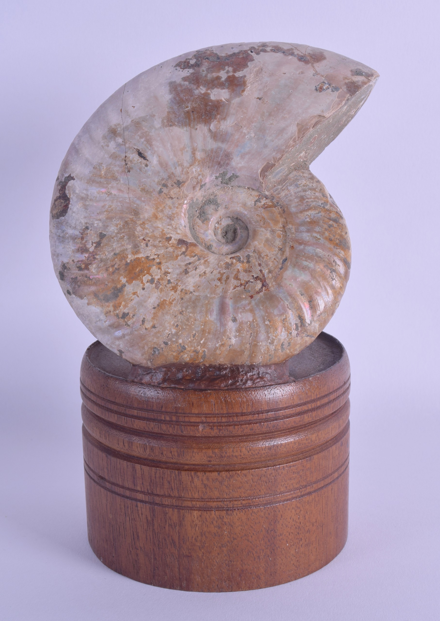 A LARGER FOSSILISED AMMONITE upon a turned wooden base. Ammonite 11 cm x 13 cm.