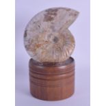 A LARGER FOSSILISED AMMONITE upon a turned wooden base. Ammonite 11 cm x 13 cm.
