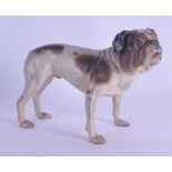 A LARGE LATE 19TH CENTURY AUSTRIAN COLD PAINTED BRONZE FIGURE OF A BULLDOG modelled standing upon