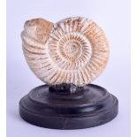 AN AMMONITE SPECIMAN. 8.5 cm x 7.5 cm.