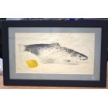 A GOOD FRAMED PENCIL AND PASTEL DRAWING by Mary Fedden C1970, depicting a fish beside a lemon. 60 cm