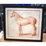 A GOOD FRAMED 18TH CENTURY EUROPEAN PASTEL DRAWING OF A HORSE well modelled within a sparse