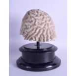 AN EARLY 20TH CENTURY WHITE CORAL SPECIMAN upon ab ebonised base. 15 cm x 14 cm.