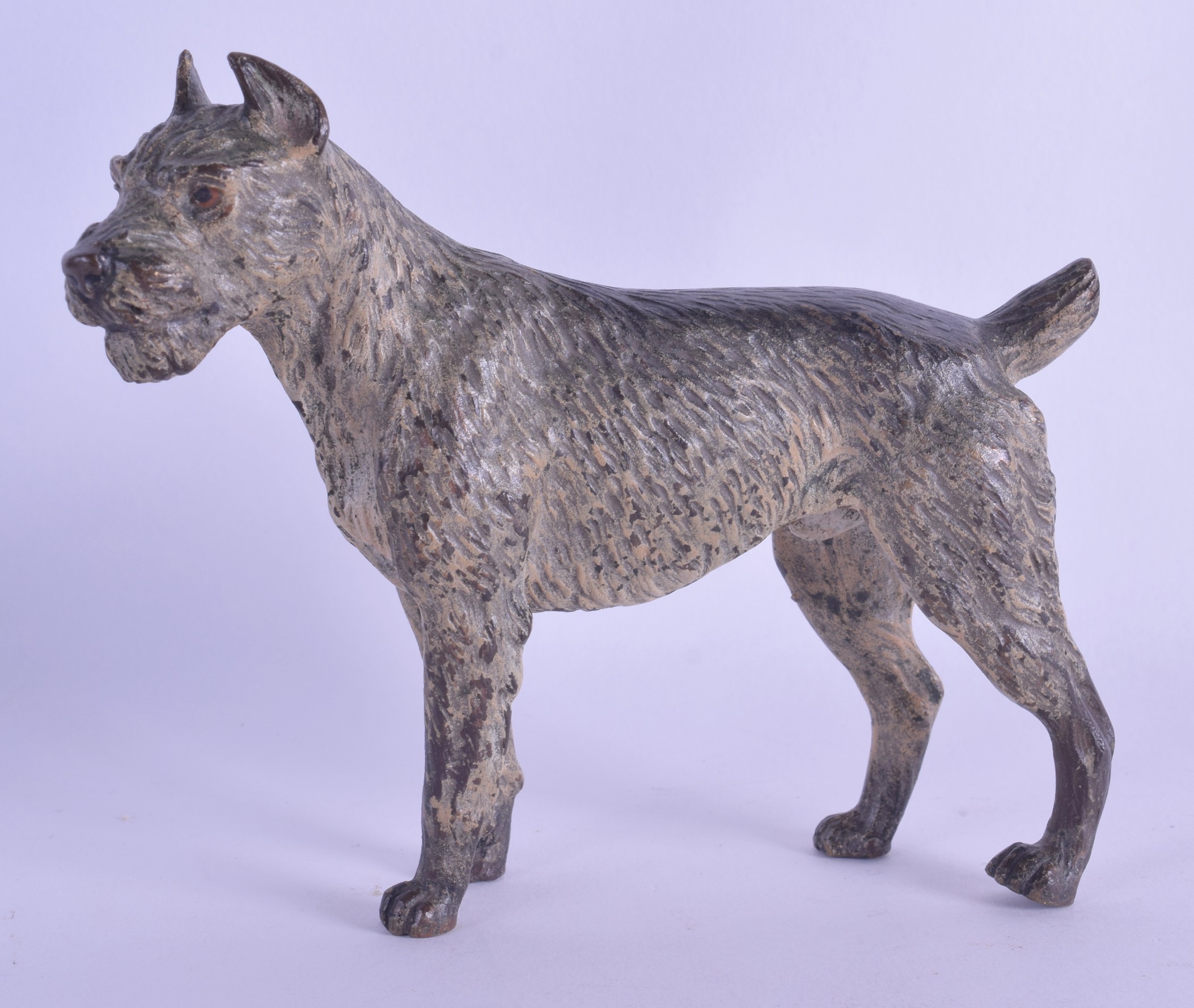 A LATE 19TH CENTURY AUSTRIAN COLD PAINTED BRONZE FIGURE OF A SCHNAUZER modelled standing upon all