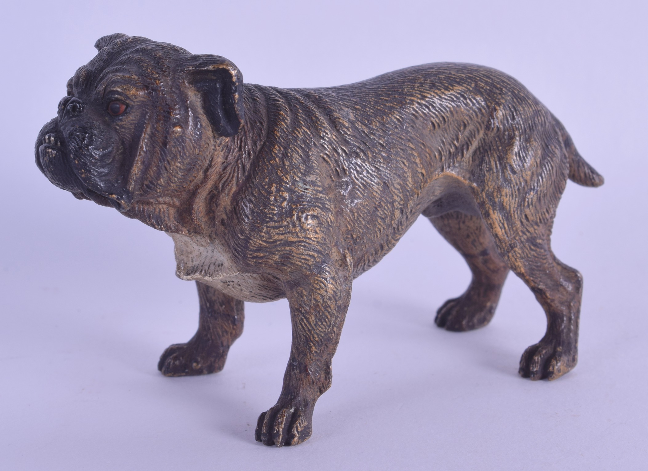 A LATE 19TH CENTURY AUSTRIAN COLD PAINTED BRONZE FIGURE OF A BULL DOG modelled upon all fours. 10 cm